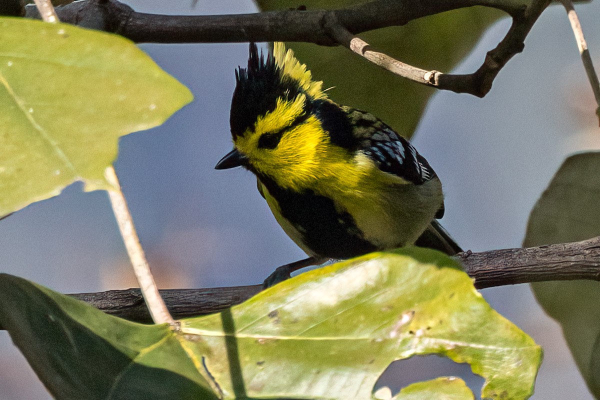 Yellow-cheeked Tit - ML619981100