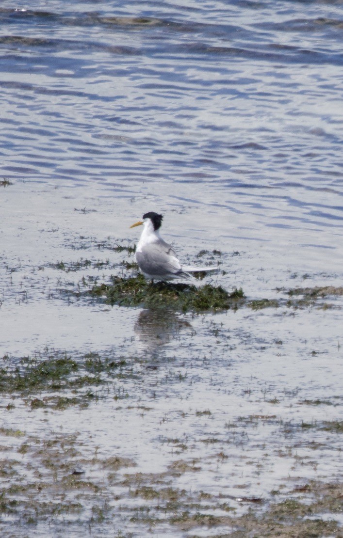 Great Crested Tern - ML619981104
