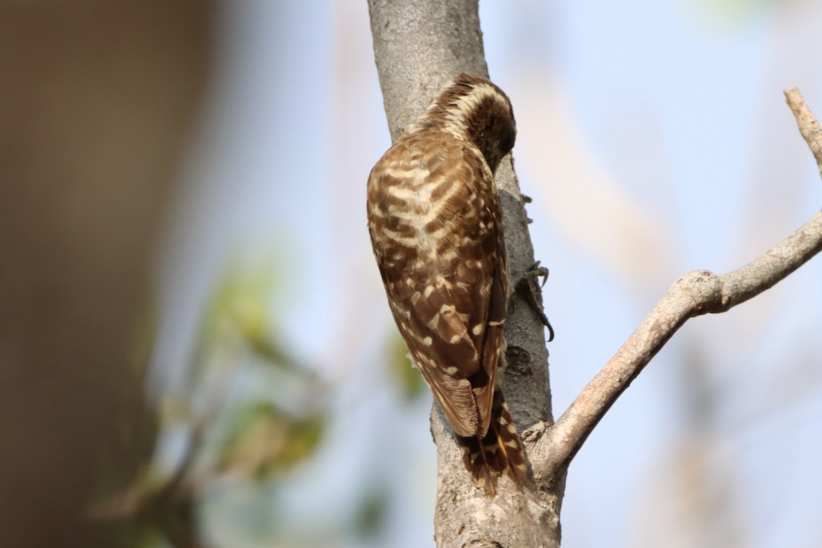 Philippine Pygmy Woodpecker - ML619981105