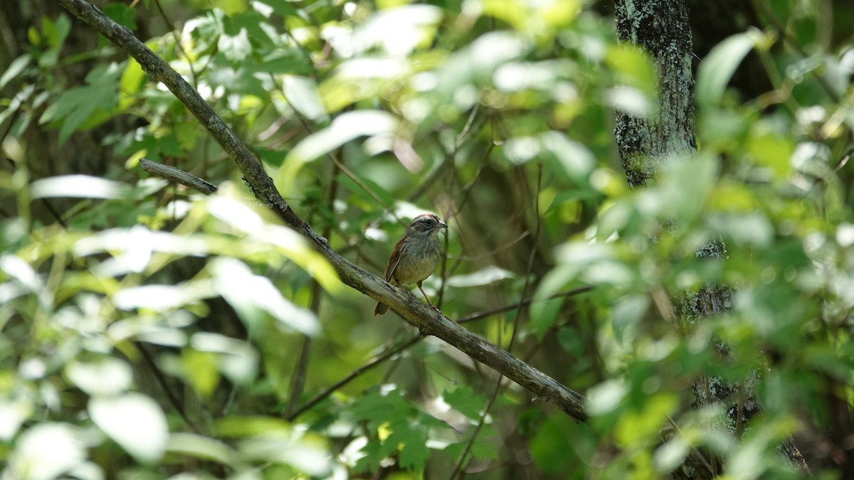 Swamp Sparrow - ML619981108