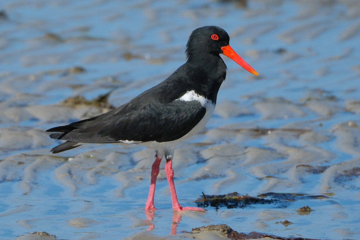 Pied Oystercatcher - ML619981122