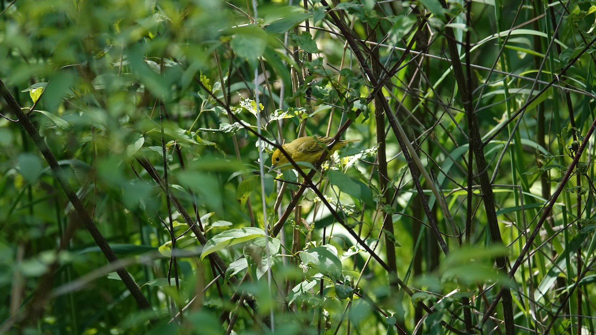 Yellow Warbler - ML619981125
