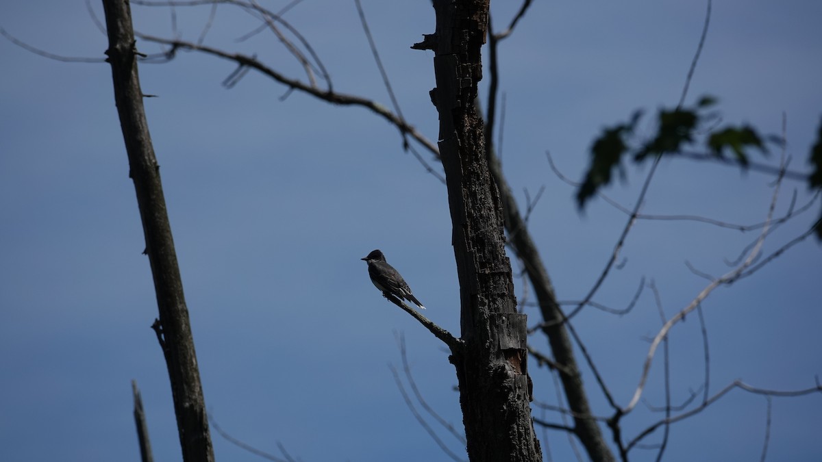 Eastern Kingbird - ML619981160