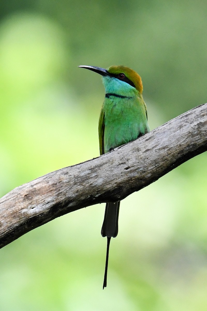 Asian Green Bee-eater - ML619981166