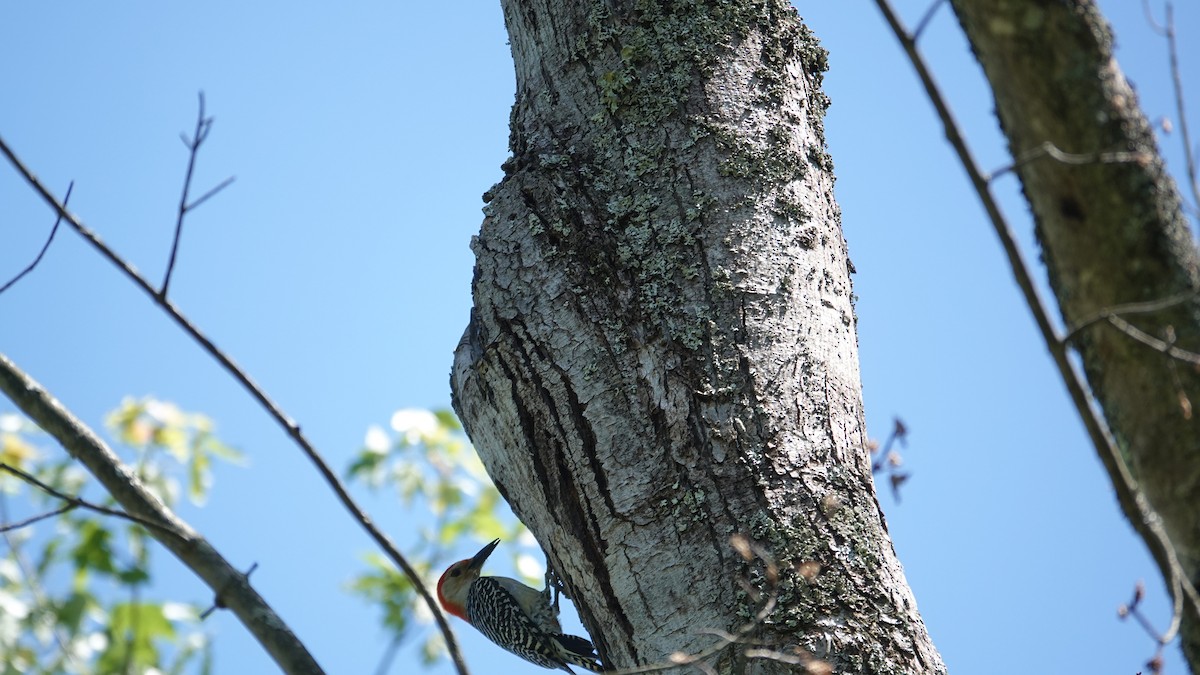 Red-bellied Woodpecker - ML619981168