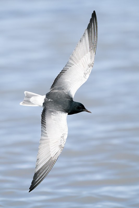 White-winged Tern - ML619981173