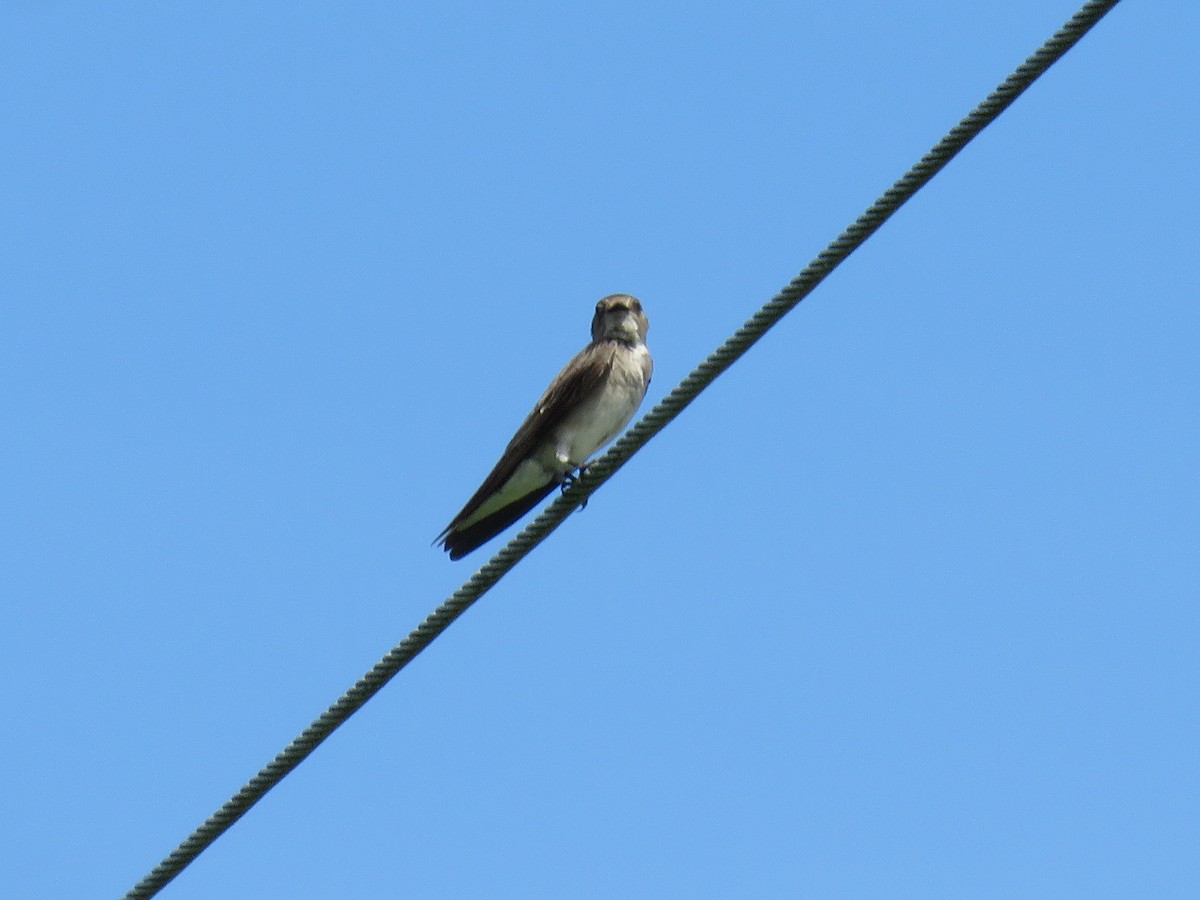 Northern Rough-winged Swallow - ML619981194