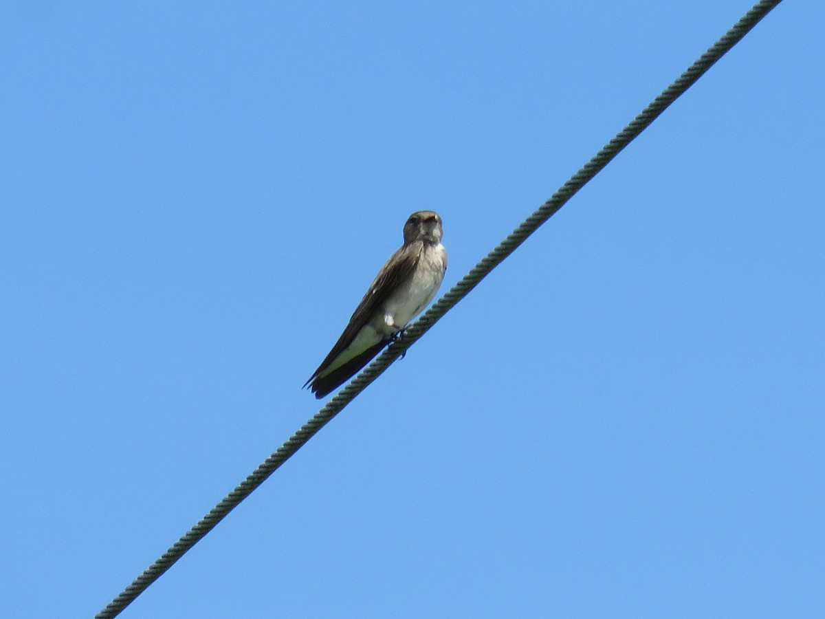 Northern Rough-winged Swallow - ML619981195