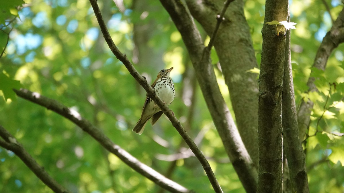 Wood Thrush - ML619981198