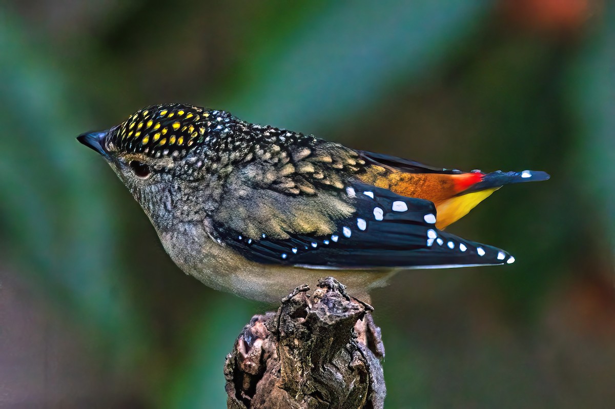 Spotted Pardalote (Spotted) - ML619981199