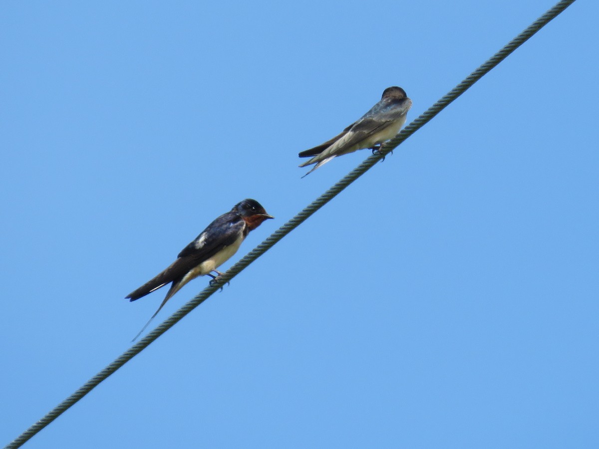 Barn Swallow - ML619981201