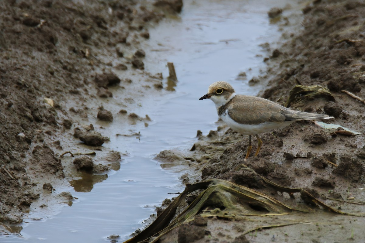 Little Ringed Plover - ML619981226