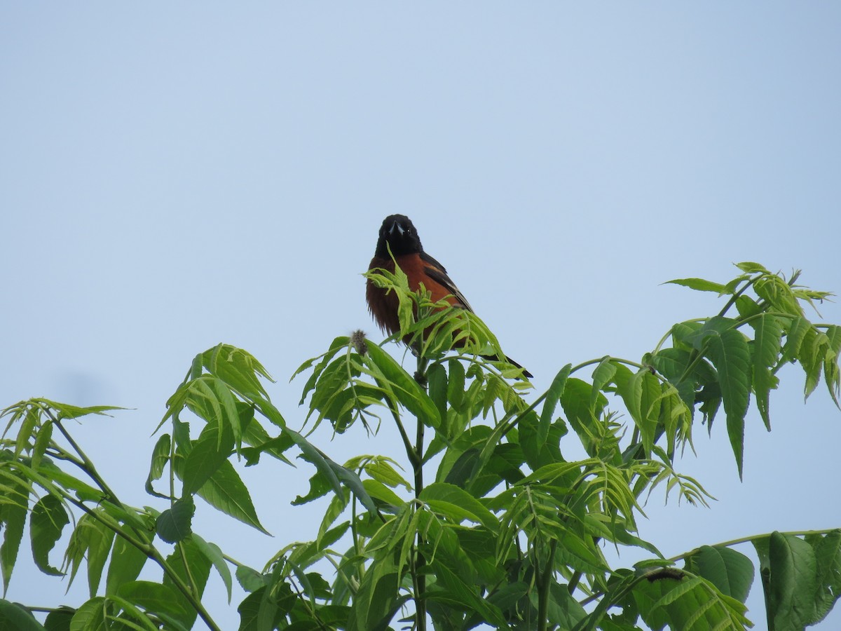 Orchard Oriole - ML619981245