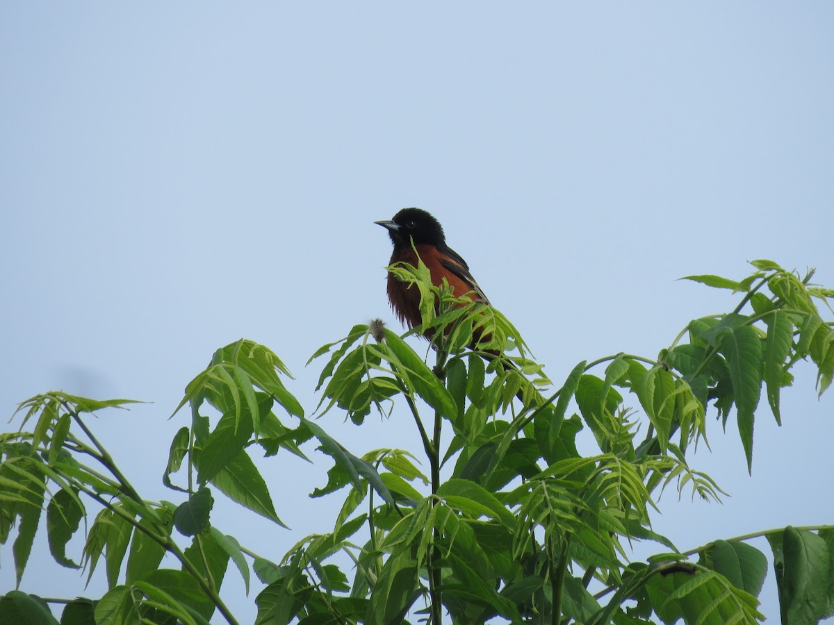 Orchard Oriole - ML619981246