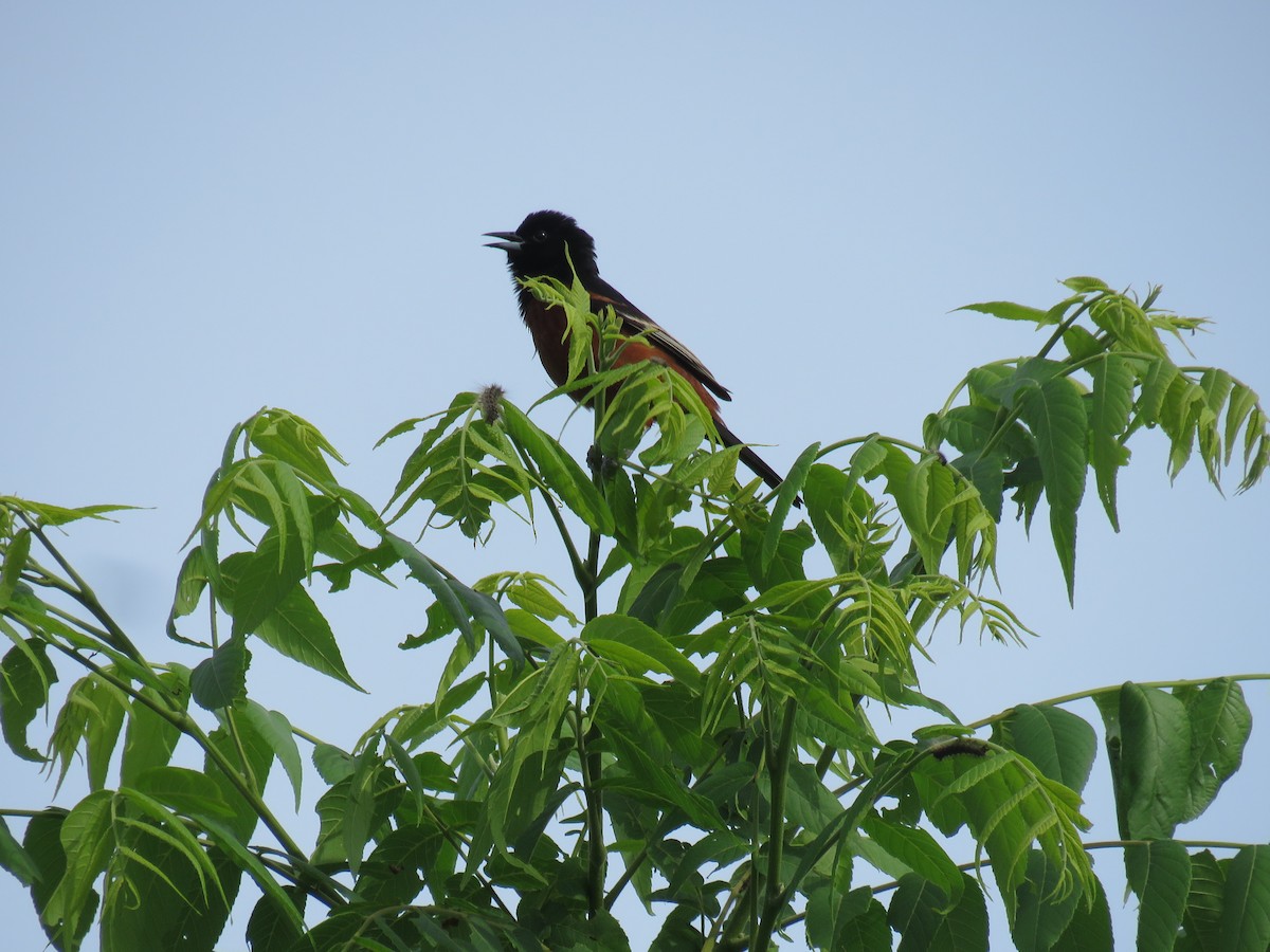 Orchard Oriole - ML619981247