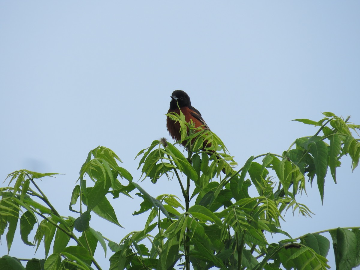 Orchard Oriole - ML619981248