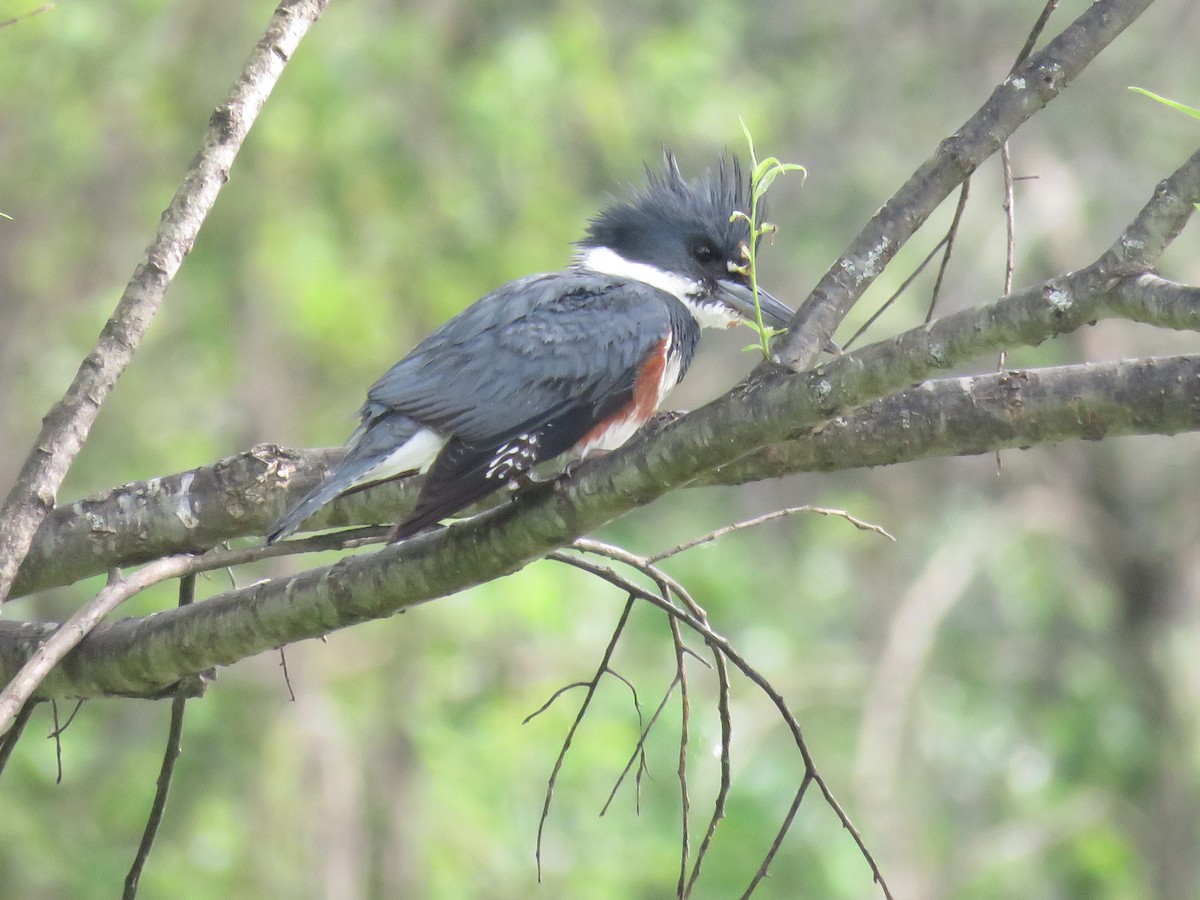 Belted Kingfisher - ML619981252