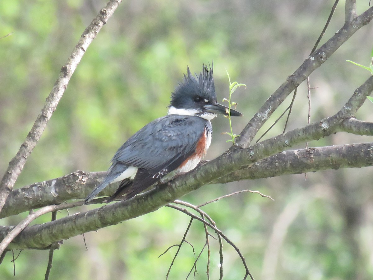 Belted Kingfisher - ML619981253