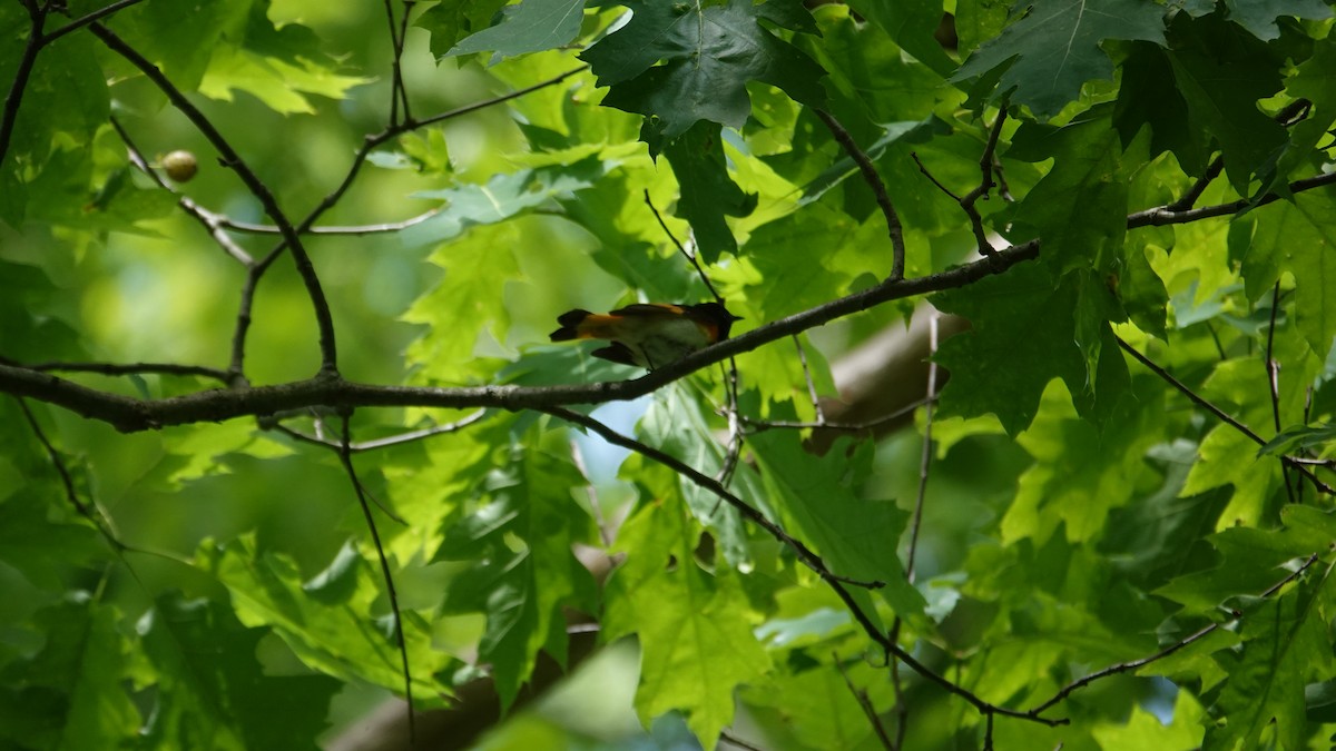 American Redstart - ML619981258