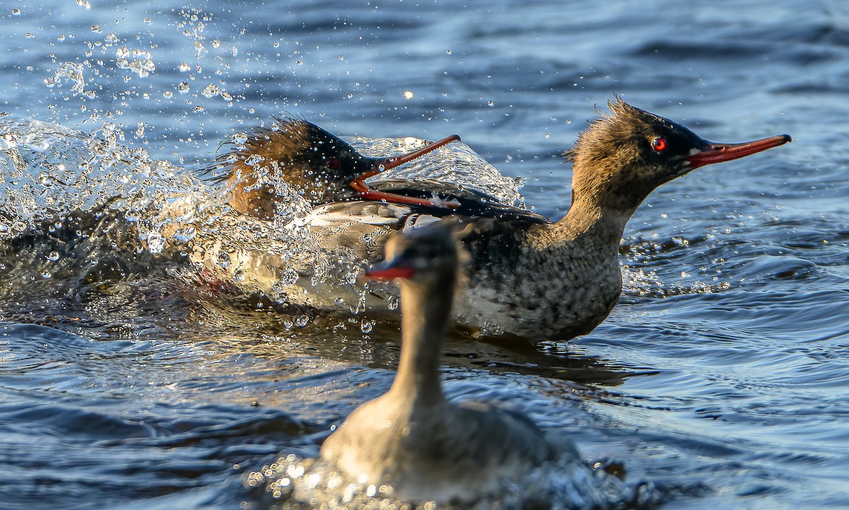 Red-breasted Merganser - ML619981261