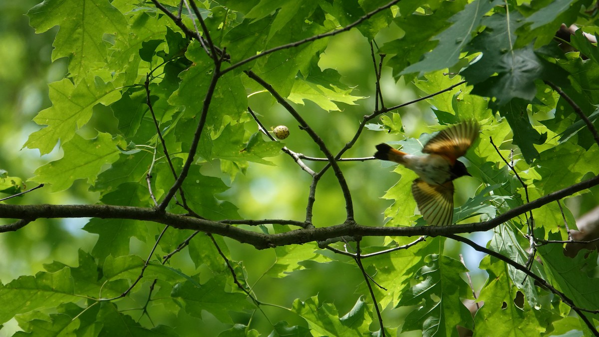 American Redstart - ML619981263