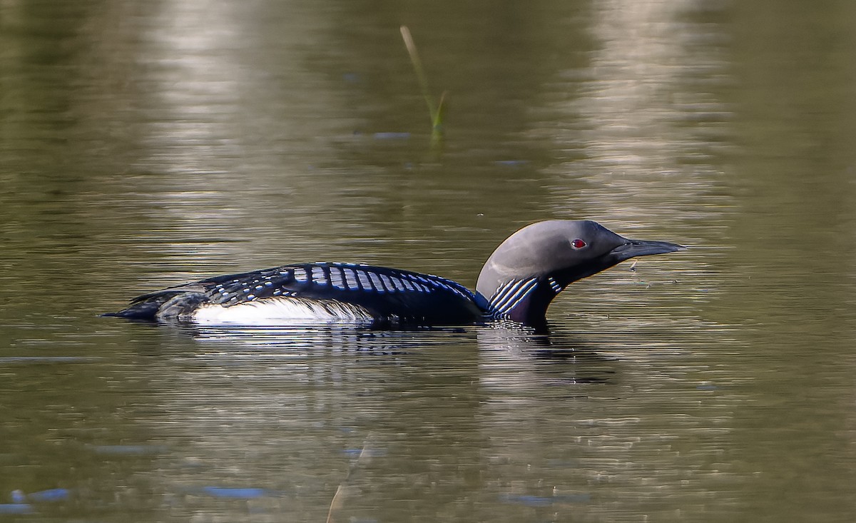 Arctic Loon - ML619981266