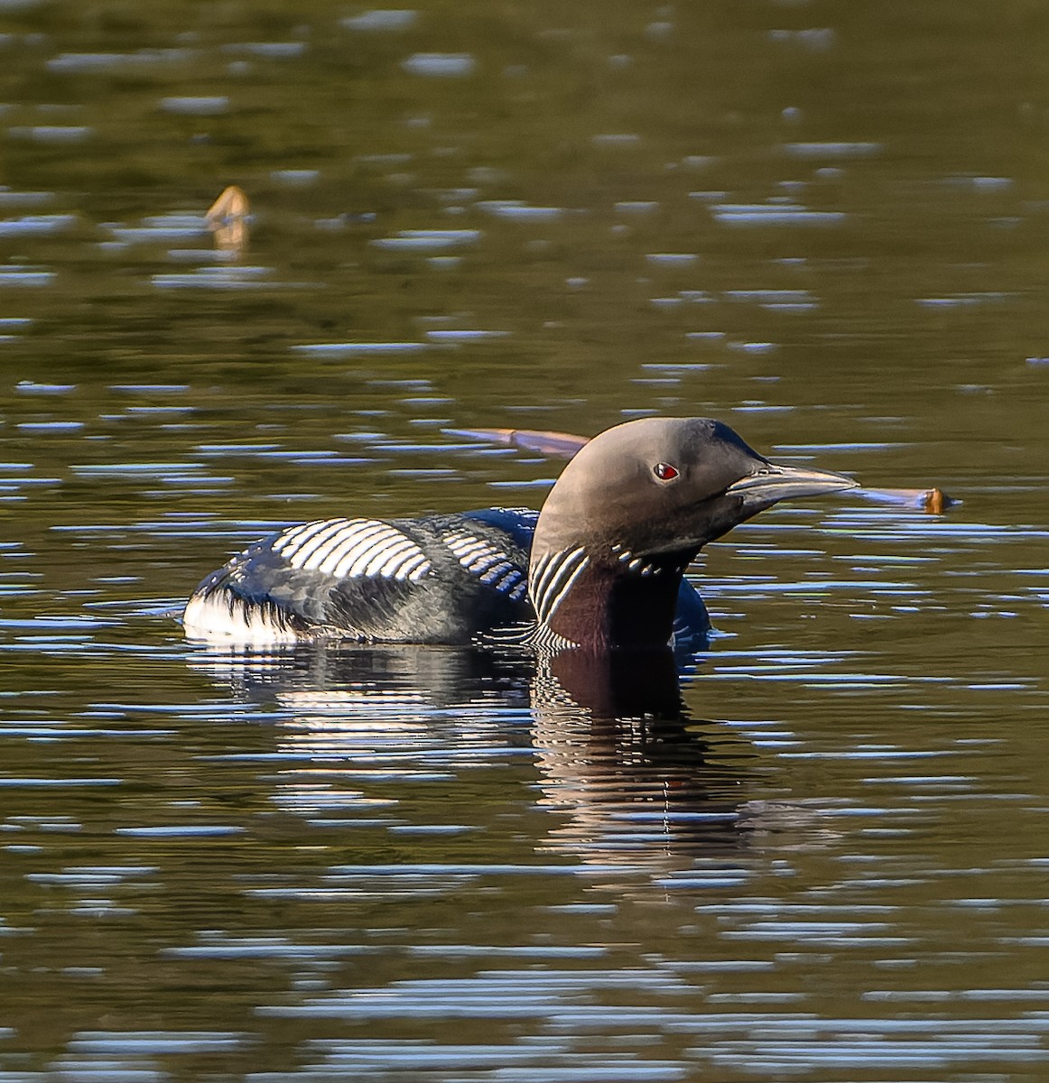 Arctic Loon - ML619981269