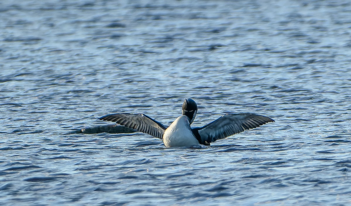 Arctic Loon - ML619981270