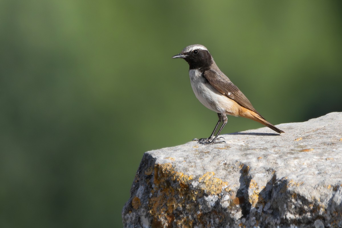 Kurdish Wheatear - ML619981273