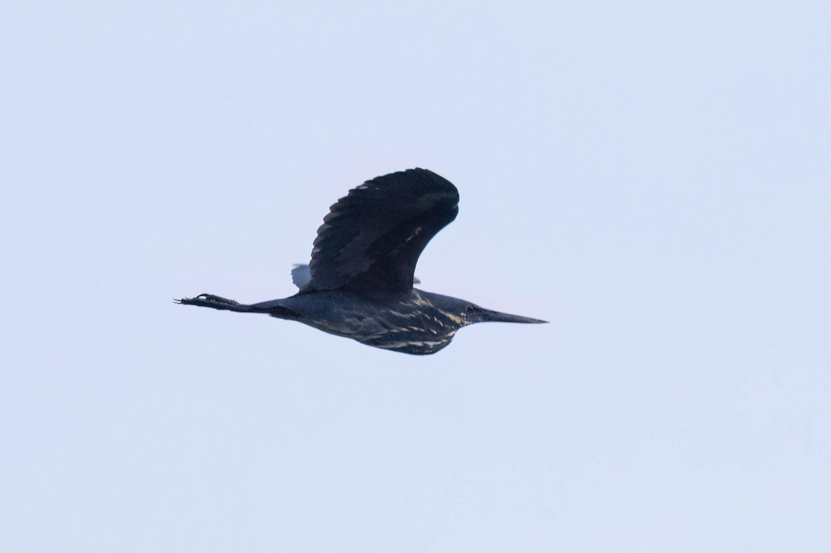 Black Bittern - ML619981282