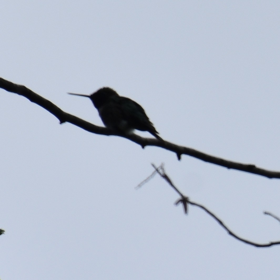 Ruby-throated Hummingbird - ML619981297