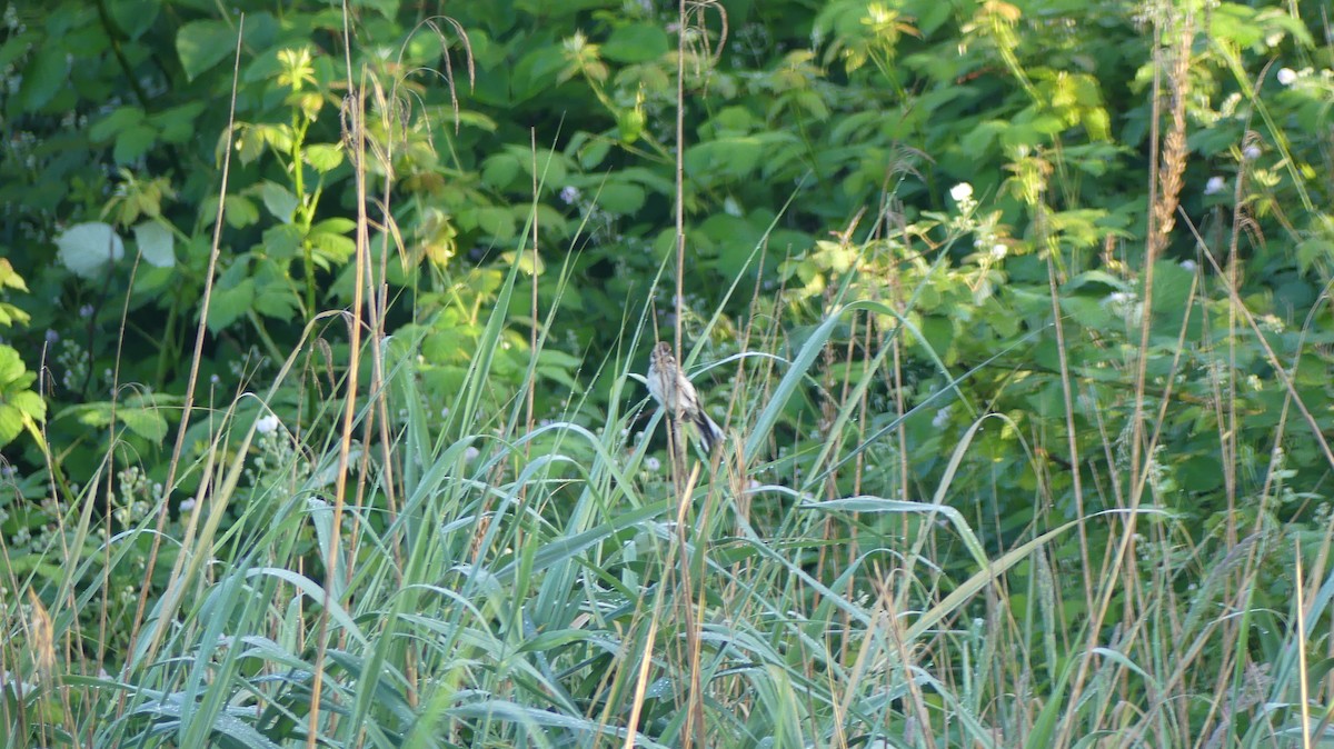 Reed Bunting - ML619981299