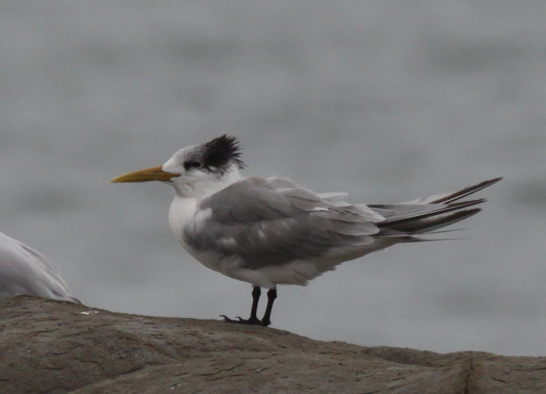 Great Crested Tern - ML619981304