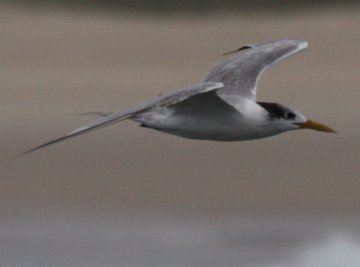 Great Crested Tern - ML619981305