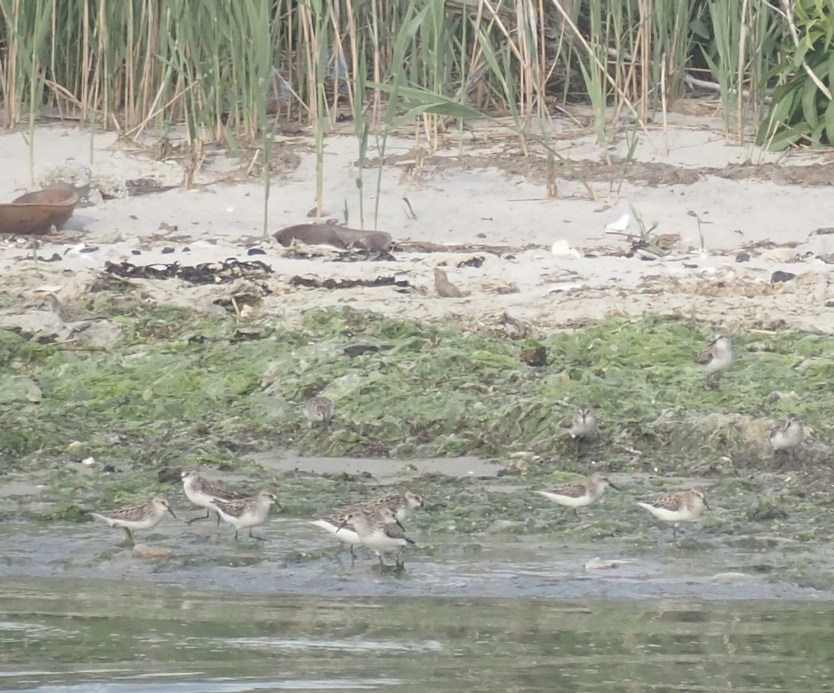 Semipalmated Sandpiper - Louis DeMarco