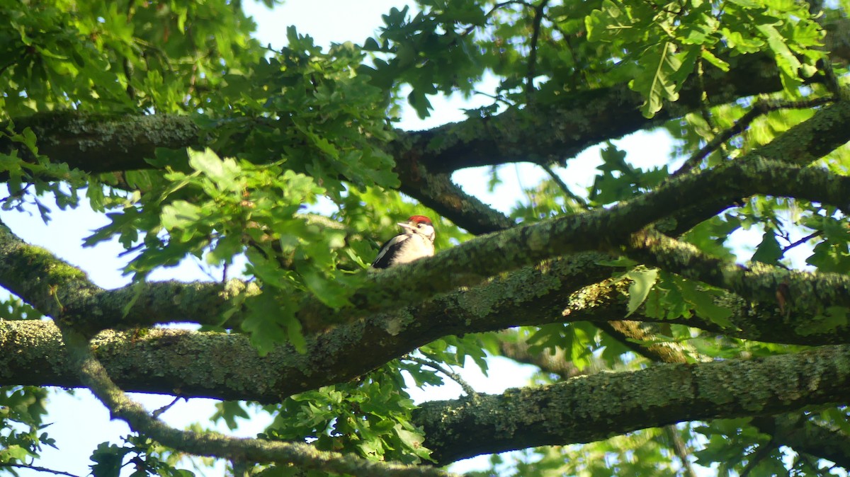 Great Spotted Woodpecker - ML619981307