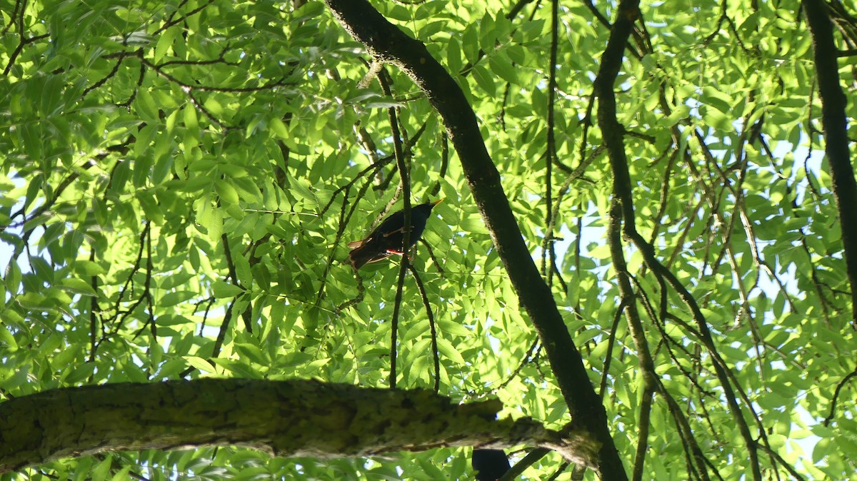 European Starling - ML619981315