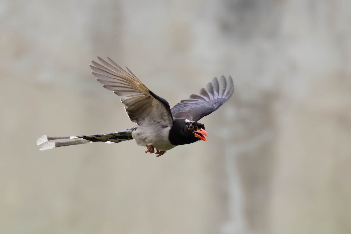 Red-billed Blue-Magpie - ML619981335