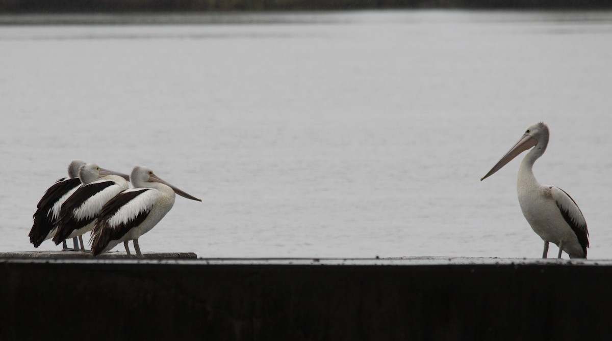 Australian Pelican - ML619981337