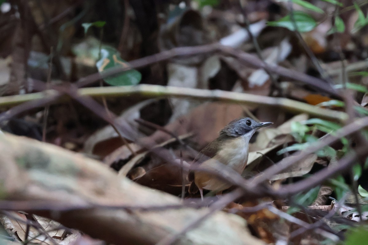 Short-tailed Babbler - ML619981348