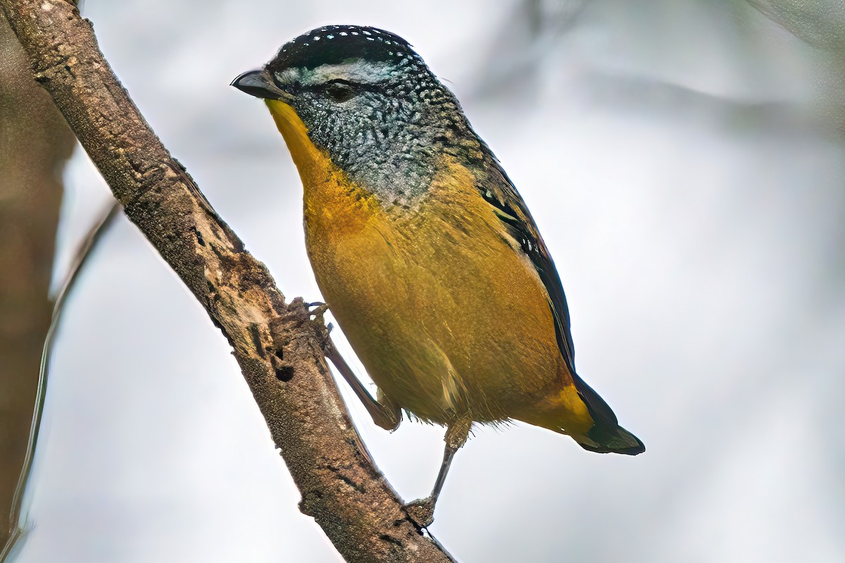 Spotted Pardalote (Spotted) - ML619981351