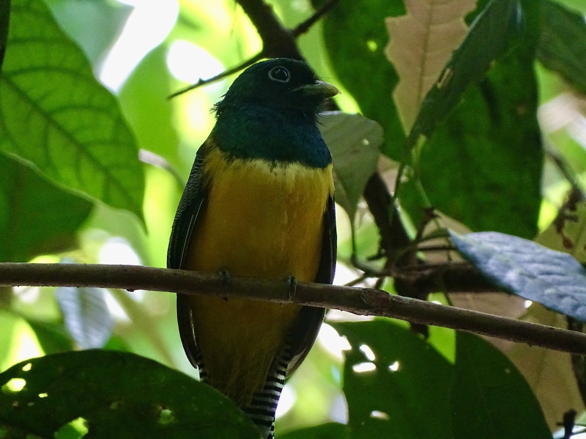 Northern Black-throated Trogon - ML619981354