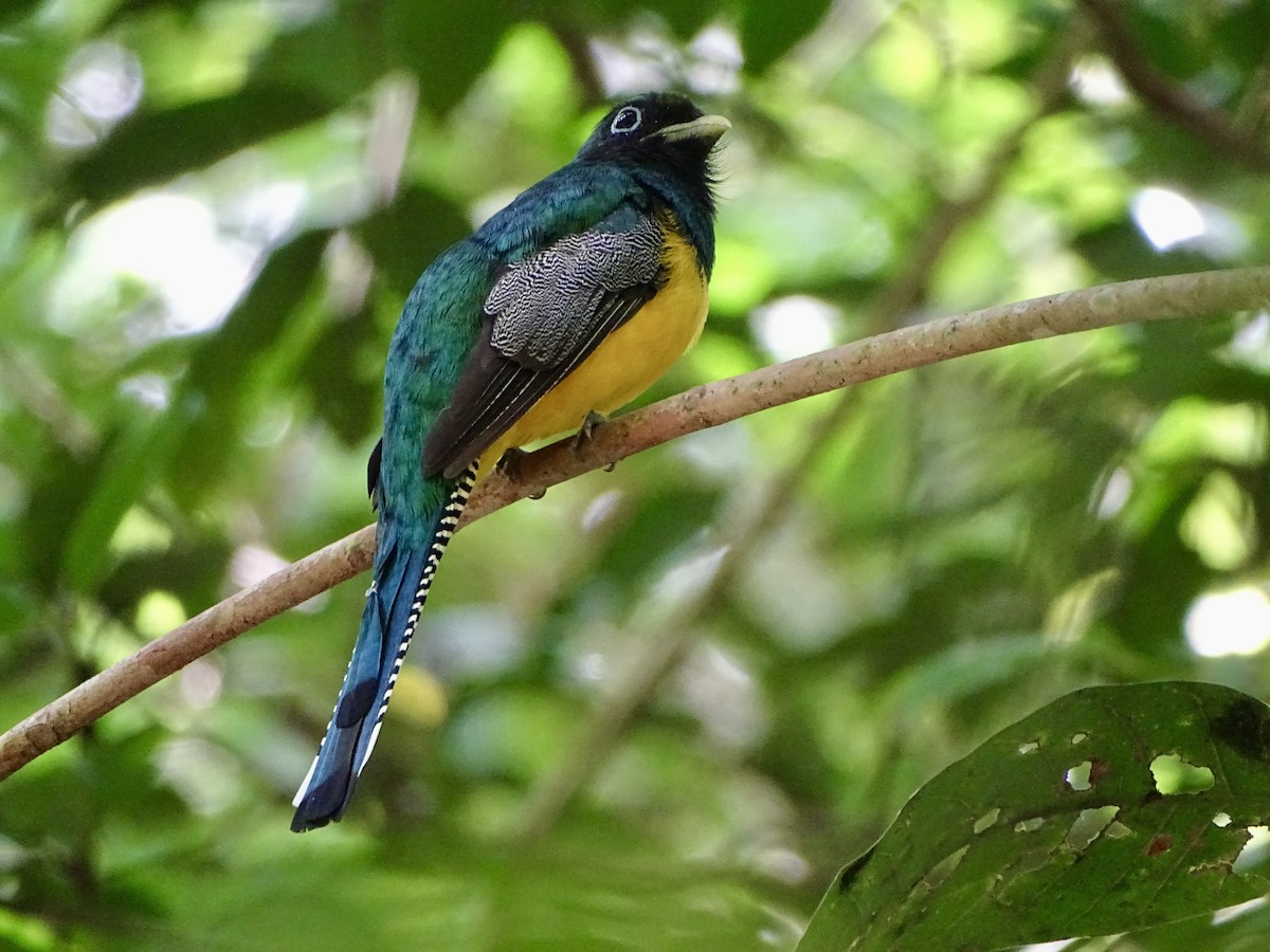 Northern Black-throated Trogon - ML619981355