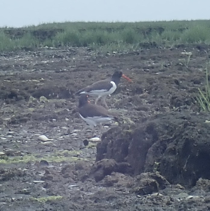 American Oystercatcher - ML619981356