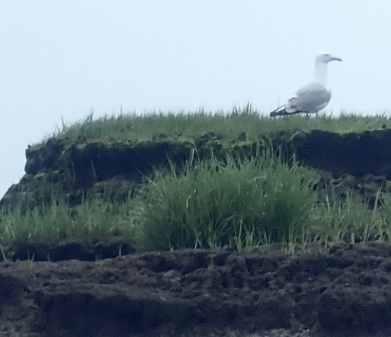 Herring Gull - ML619981366