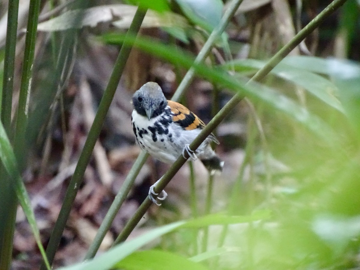 Spotted Antbird - ML619981372