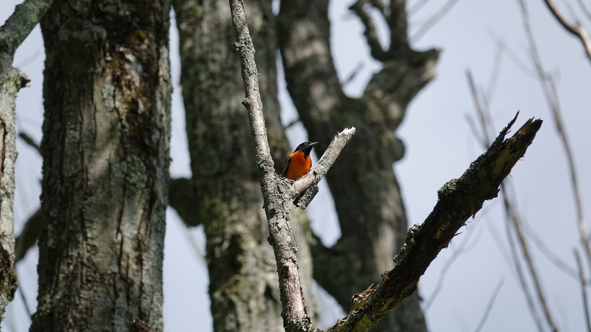 Baltimore Oriole - ML619981384