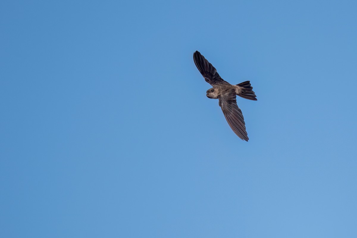 White-nest Swiftlet - ML619981386