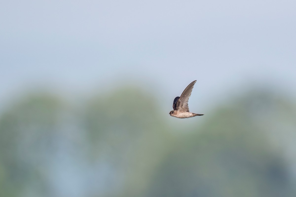 White-nest Swiftlet - ML619981387