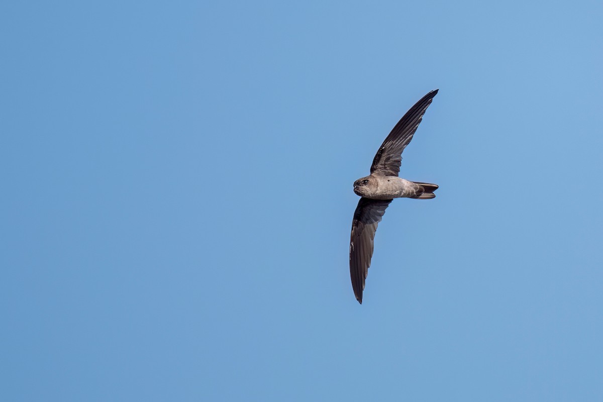 White-nest Swiftlet - Heyn de Kock